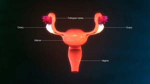 Anatomie der weiblichen Gebärmutter — Stockfoto