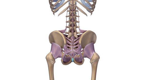Skeleton hip illustration