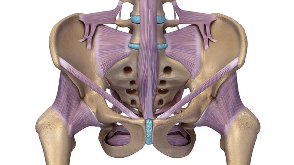 Skeleton hip illustration