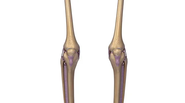 Articulación de las rodillas esqueleto — Foto de Stock