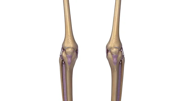 Ginocchia scheletriche articolari — Foto Stock