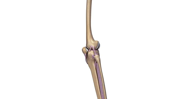 Скелет колінного суглоба — стокове фото