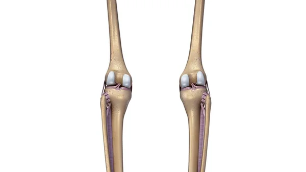 Articulación de las rodillas esqueleto — Foto de Stock