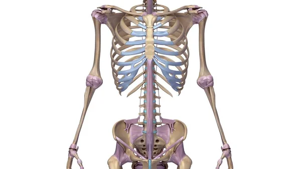 Скелет з ілюстрацією зв'язок — стокове фото