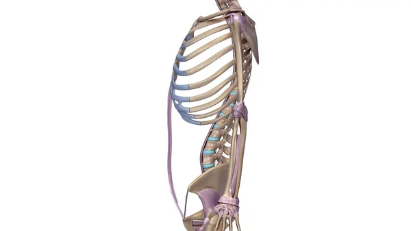 Skeleton with ligaments illustration — Stock Photo, Image