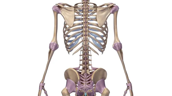 Esqueleto con ilustración de ligamentos — Foto de Stock