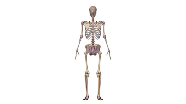 Skeleton with ligaments illustration — Stock Photo, Image