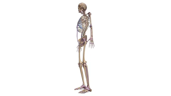 Skeleton with ligaments illustration — Stock Photo, Image