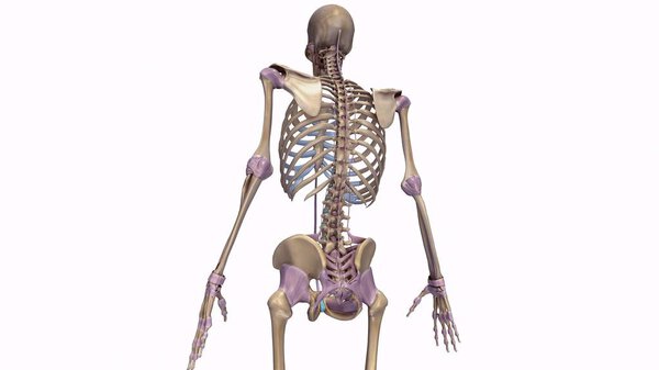 Skeleton with ligaments illustration