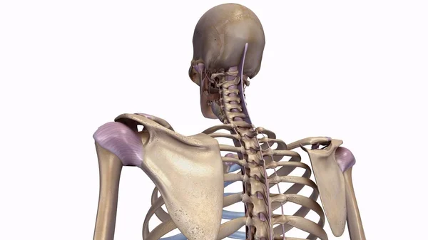 Skeleton with ligaments illustration — Stock Photo, Image