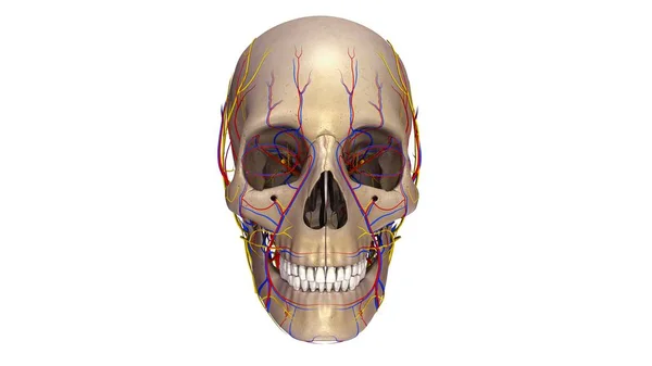 Menschlicher Schädel — Stockfoto