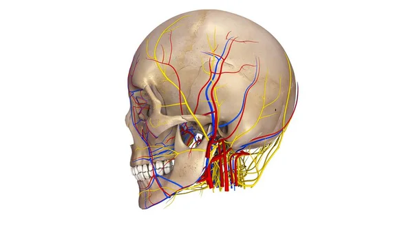 Menselijke schedel weergave — Stockfoto