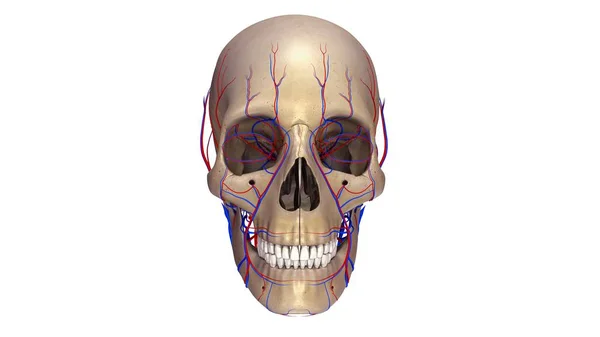 Vista del cráneo humano — Foto de Stock