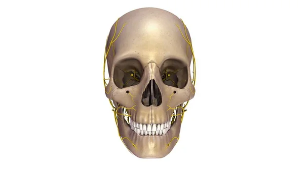 Human skull view — Stock Photo, Image