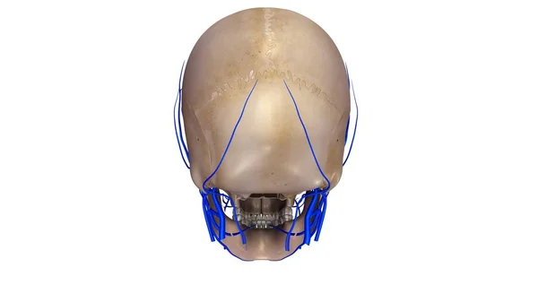 Vista del cráneo humano — Foto de Stock