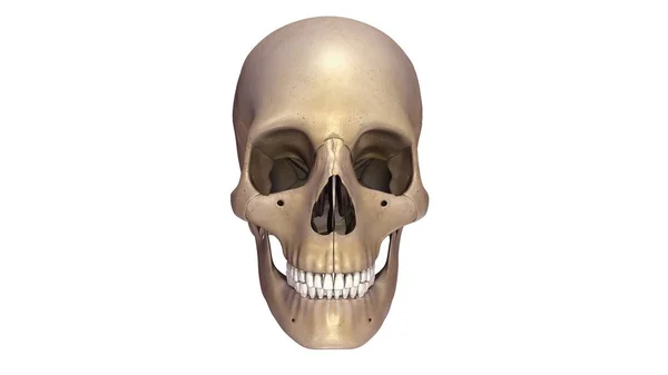 Human skull view — Stock Photo, Image