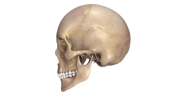 人类的头颅骨视图 — 图库照片