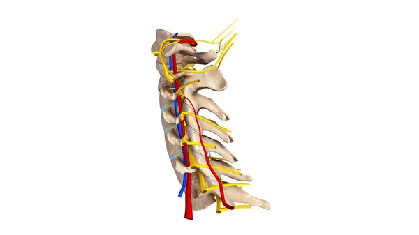 Vértebras cervicais 3d — Fotografia de Stock