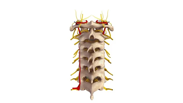 Cervicle omurga 3d — Stok fotoğraf