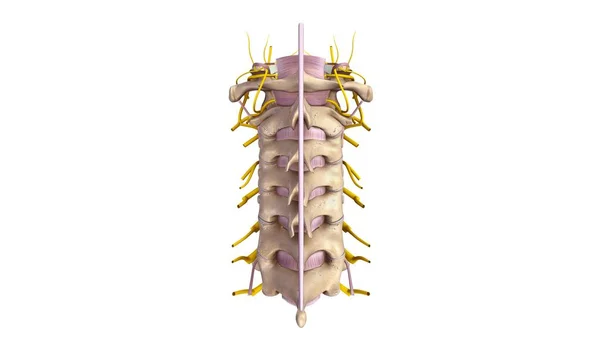 Cervicle 척추 3d — 스톡 사진