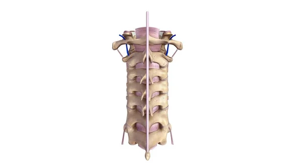 Cervicle omurga 3d — Stok fotoğraf