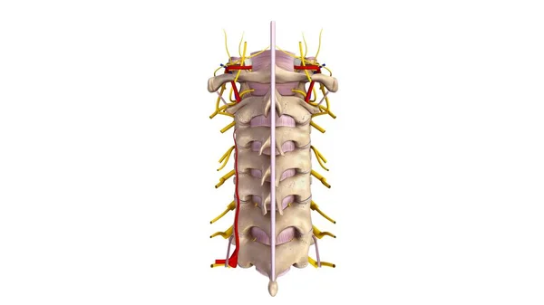 Cervicle obratlem 3d — Stock fotografie