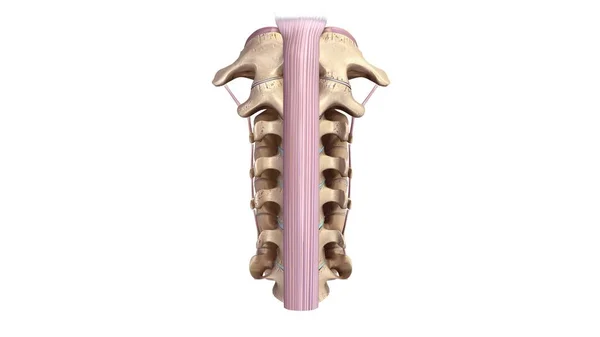 Kręgi Cervicle 3d — Zdjęcie stockowe