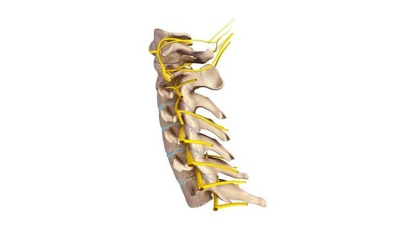 Cervicle 척추 3d — 스톡 사진