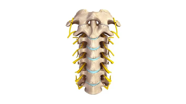 Vértebras del cuello uterino 3d —  Fotos de Stock