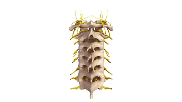 Cervicle vertebrae 3d — Stock Photo, Image