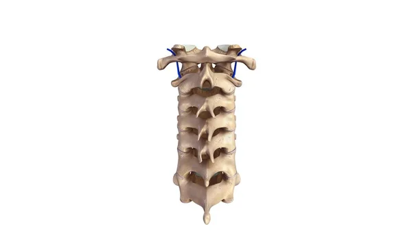 Cervicle vertebrae 3d — Stock Photo, Image