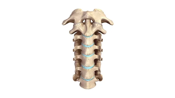 Vértebras cervicais 3d — Fotografia de Stock