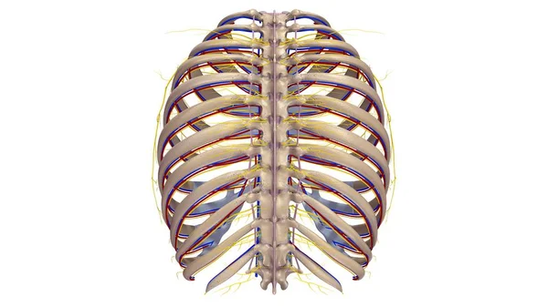 Costillas con Ligamentos y nervios —  Fotos de Stock