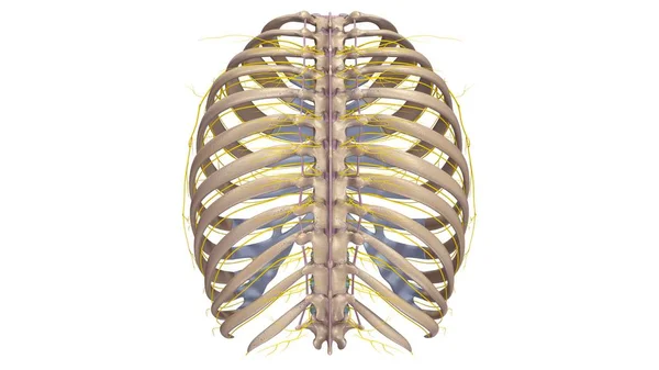 Costillas con Ligamentos y nervios — Foto de Stock