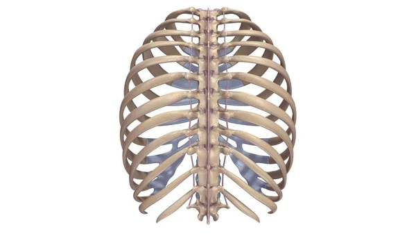 Costillas con Ligamentos y nervios — Foto de Stock