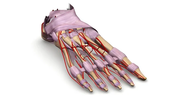 Foot bones 3d illustration — Stock Photo, Image