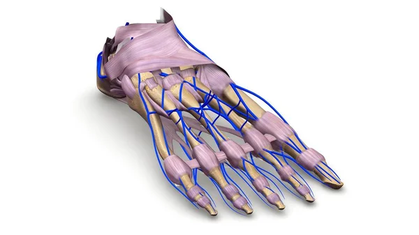 Foot bones 3d illustration — Stock Photo, Image