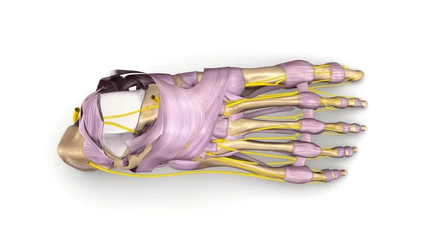 Huesos del pie 3d ilustración — Foto de Stock