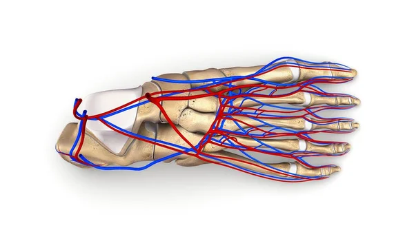 Huesos del pie 3d ilustración — Foto de Stock