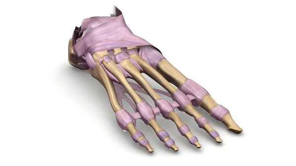 Láb csontjai 3D-s illusztráció — Stock Fotó