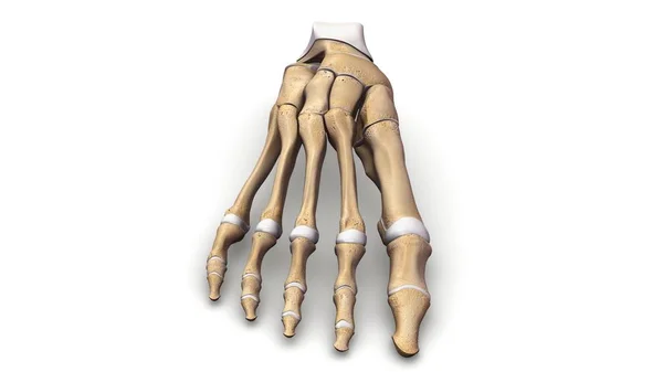 Ανθρώπινο πόδι σκελετός γλάστρα προβολή — Φωτογραφία Αρχείου