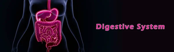 Human Digestive System — Stock Photo, Image
