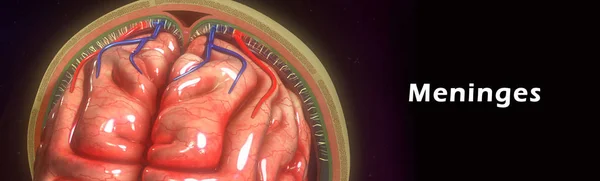 人間の脳の髄膜 — ストック写真