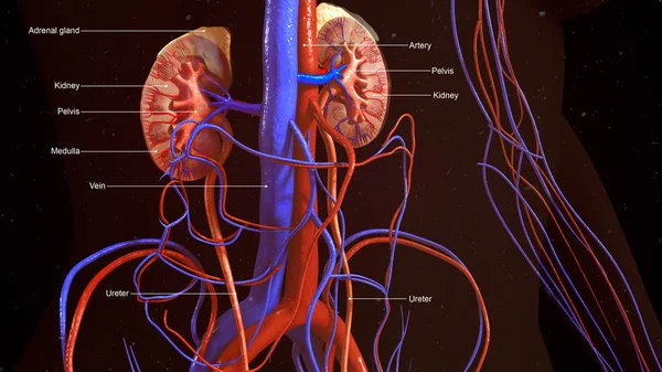 Human Kidneys, Human Anatomy — Stock Image Human Kidneys, Human Anatomy Royalty Free Stock Photos