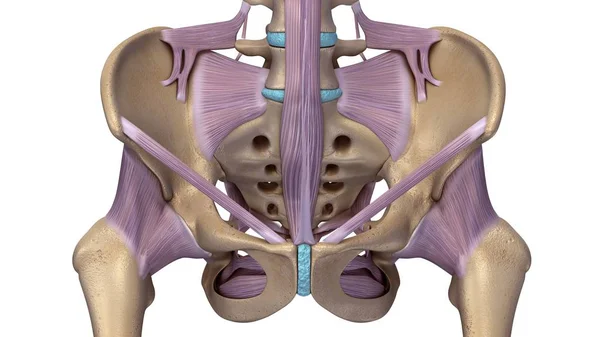 Illustration de la hanche squelette Photo De Stock