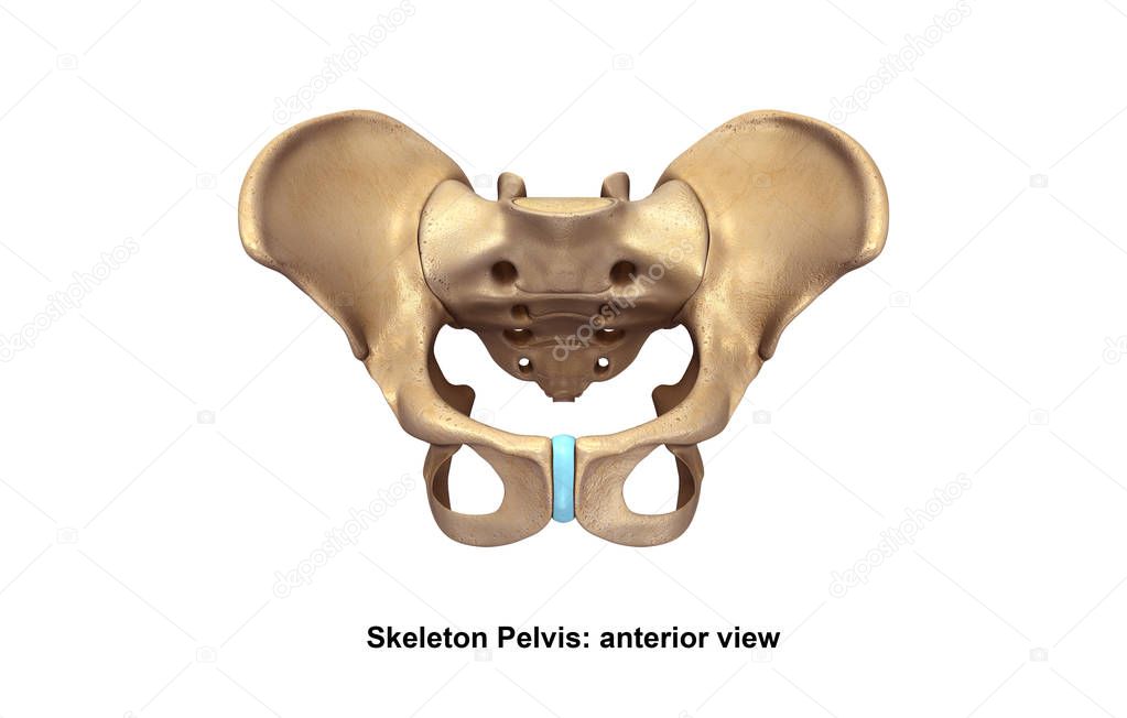 Skeleton Pelvis illustration