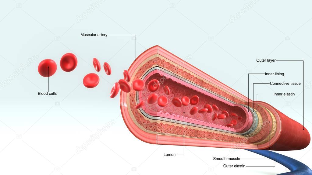 blood vessels illustration 
