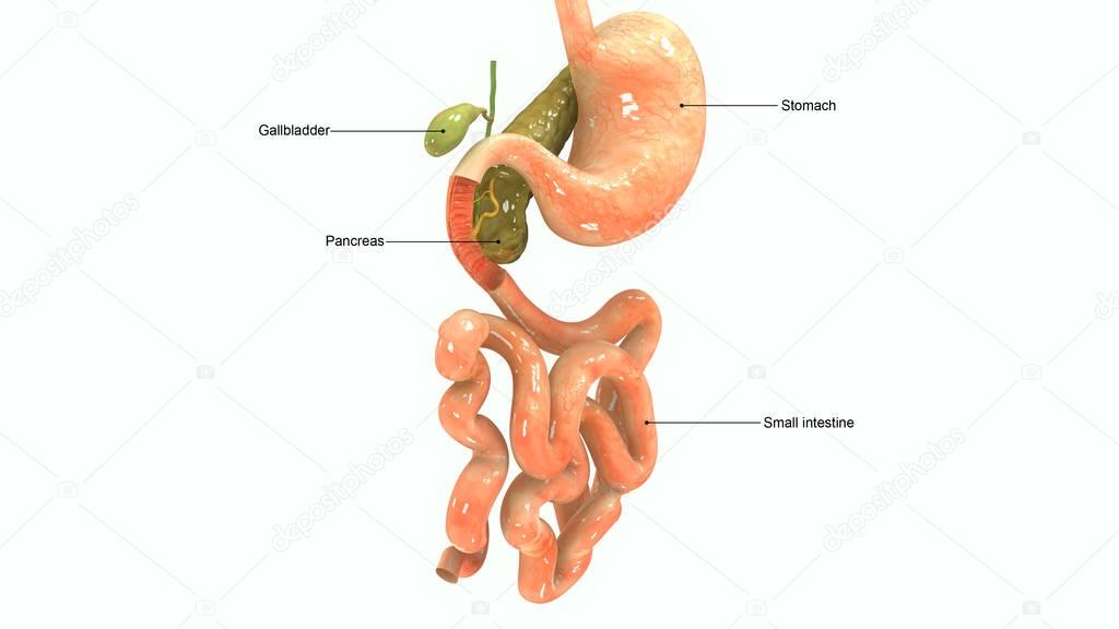 Pancreas 3d illustration