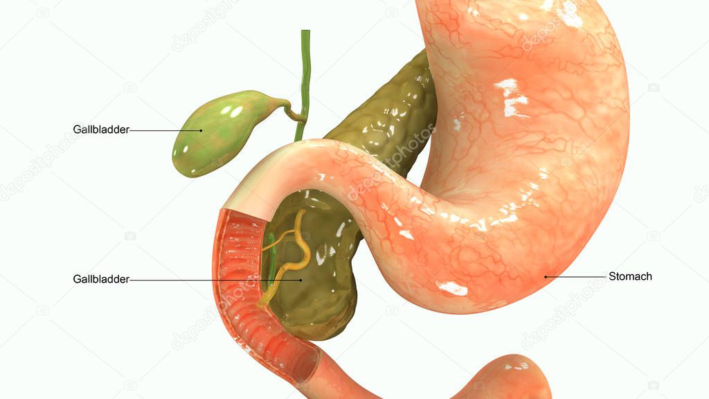 Pancreas 3d illustration