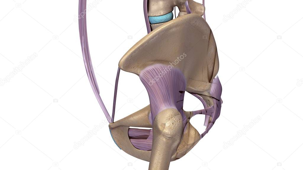 Skeleton hip illustration